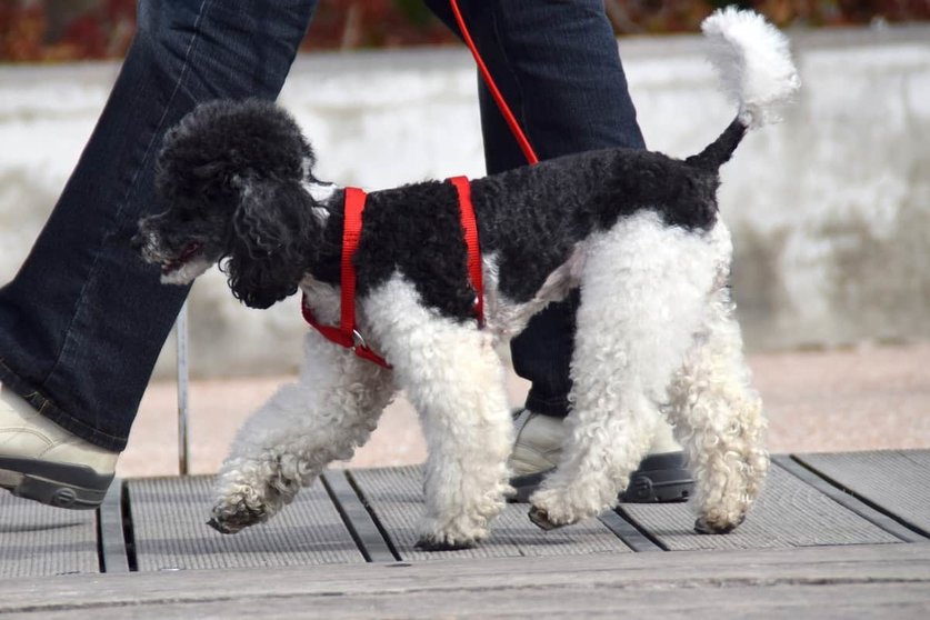 Estado Alarma España: ¿puedo sacar a mi perro durante el toque de queda? Foto: Pixabay