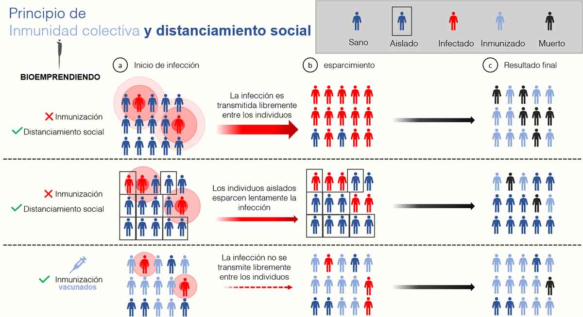 Inmunidad de rebaño en desescalada España: ¿qué es?